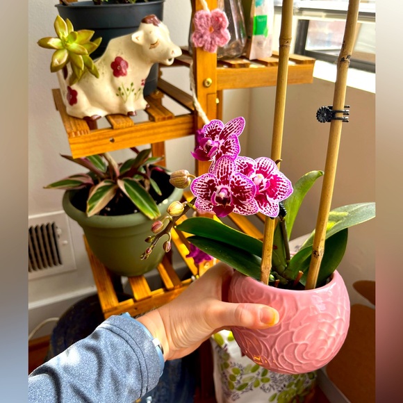 Toni’s Closet - Picture 1 of 2